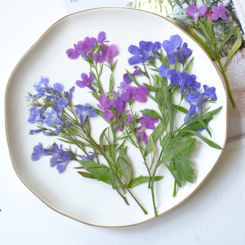 Resin Art Baby - 6pcs/8-13cm,nature Lobelia Erinus Dried Pressed Flowers