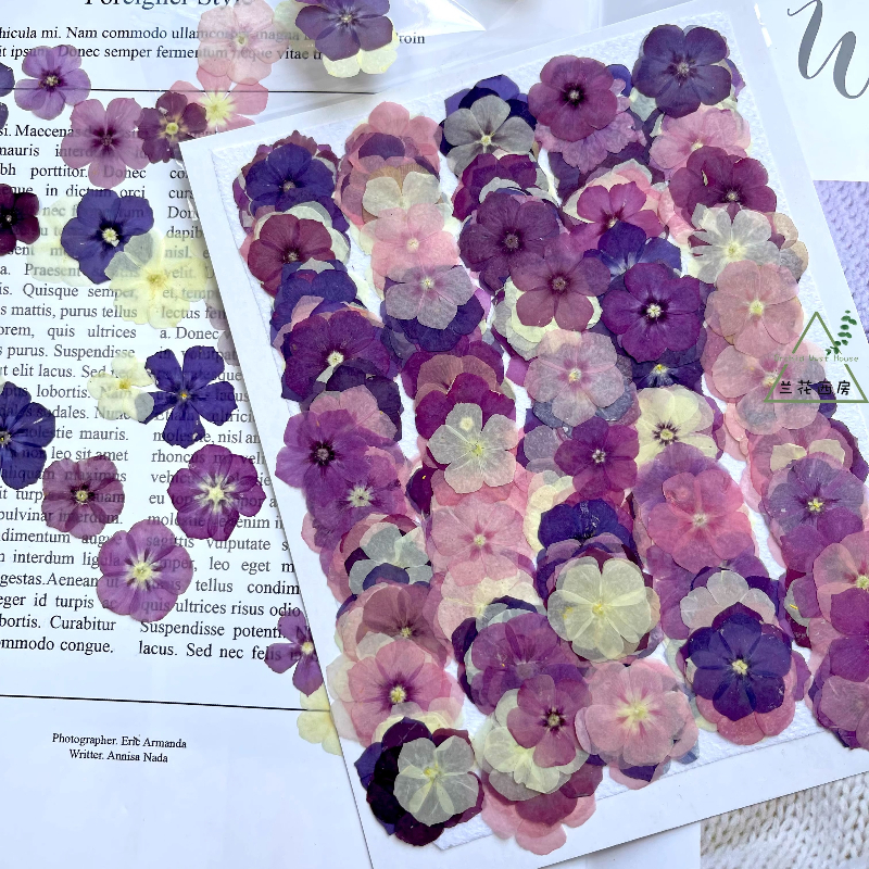 Resin Art Baby - 12pcs,Semi-Transparent Niche Phlox Pressed Dried Flowers