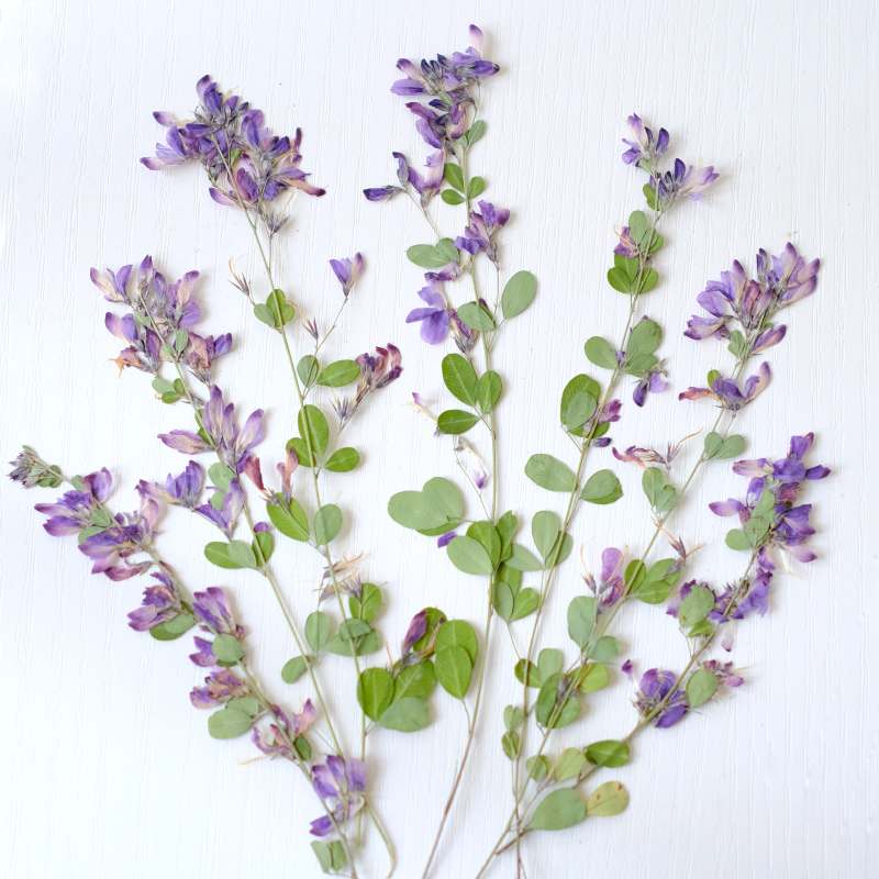 6pcs,nature Lespedeza Formosa  - Resin Art Baby recensie en prijs