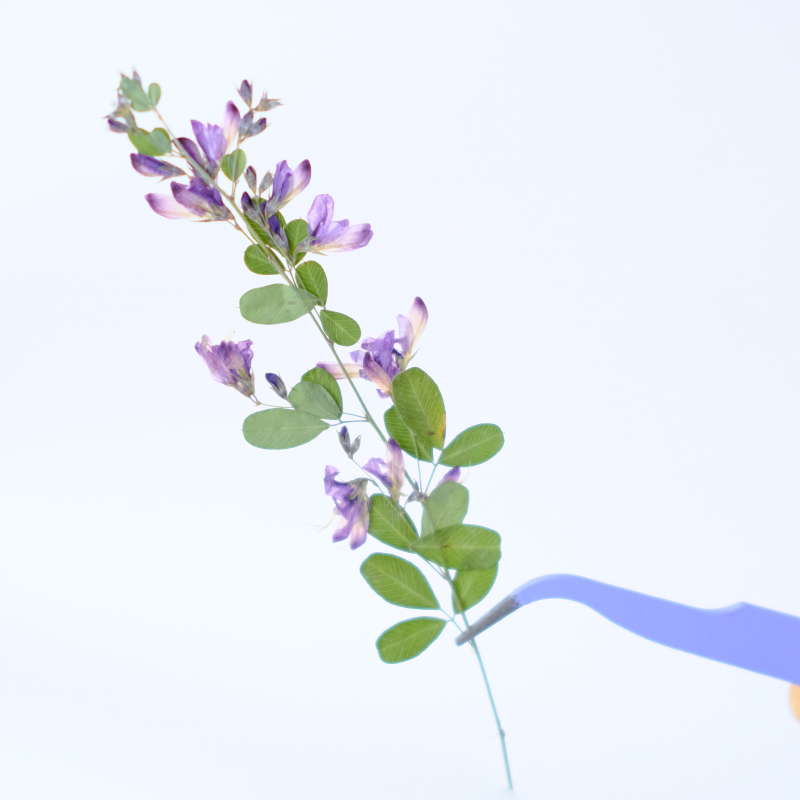6pcs,nature Lespedeza Formosa  - Resin Art Baby recensie en prijs