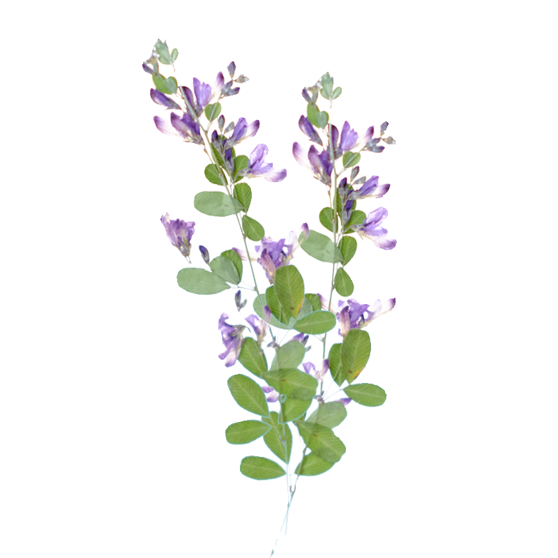 6pcs,nature Lespedeza Formosa  - Resin Art Baby recensie en prijs