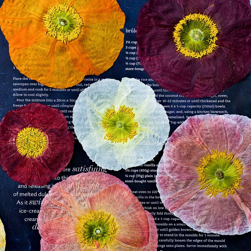 1pcs,Nature Field Poppy Presse - Resin Art Baby recensie en prijs