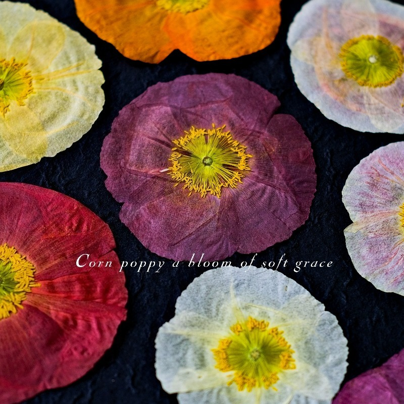 1pcs,Nature Field Poppy Presse - Resin Art Baby recensie en prijs