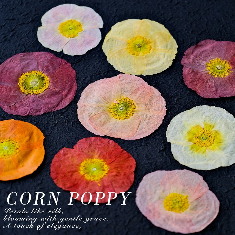 1pcs,Nature Field Poppy Presse - Resin Art Baby recensie en prijs