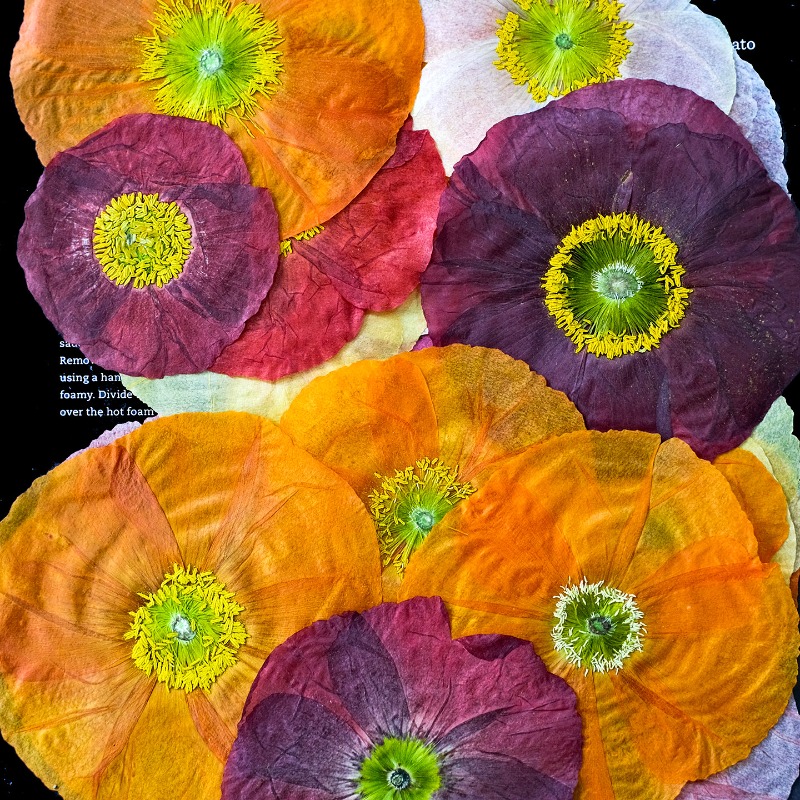 1pcs,Nature Field Poppy Presse - Resin Art Baby recensie en prijs