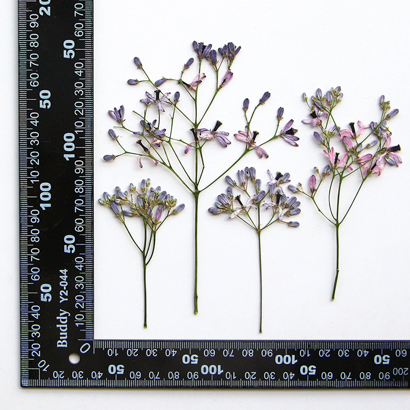 60Pcs Neem Tree Flower Branche - Resin Art Baby recensie en prijs