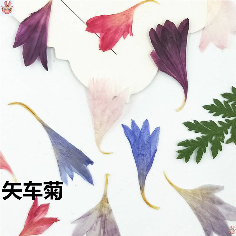 20 Plant Specimens, Cornflower - Resin Art Baby recensie en prijs