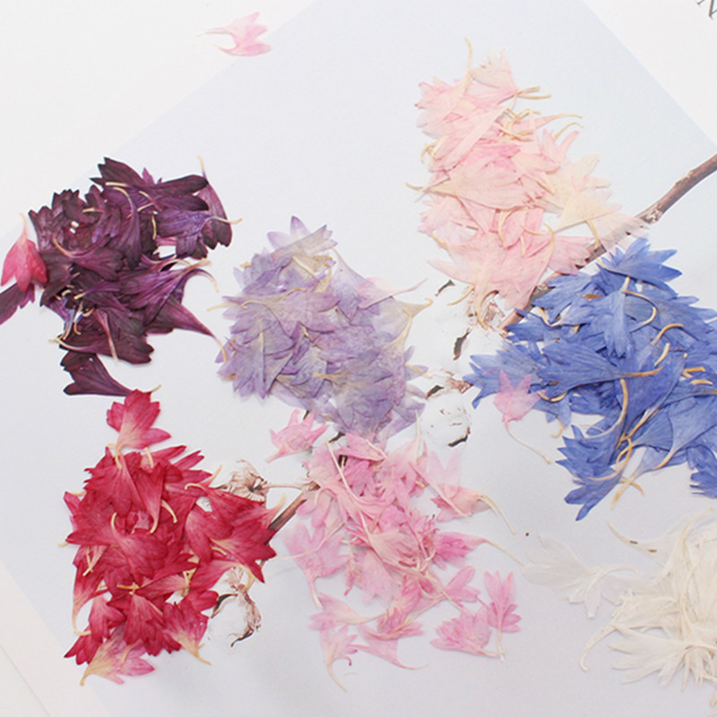 20 Plant Specimens, Cornflower - Resin Art Baby recensie en prijs