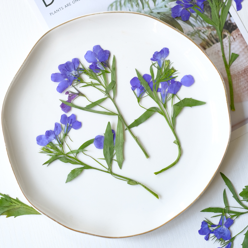 6pcs/8-13cm,nature Lobelia Eri - Resin Art Baby recensie en prijs