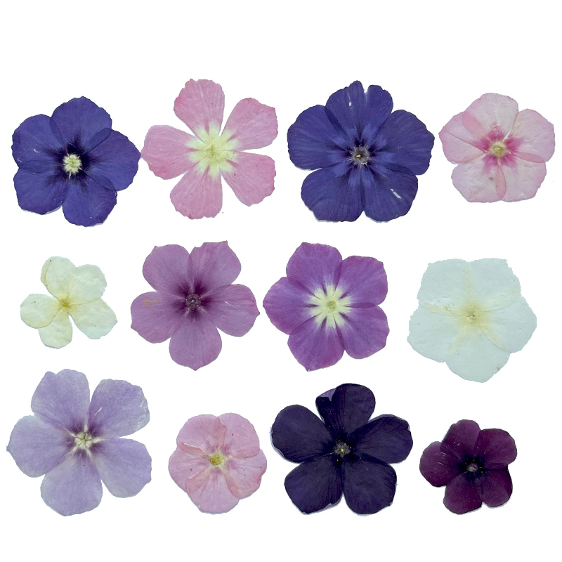 12pcs,Semi-Transparent Niche P - Resin Art Baby recensie en prijs